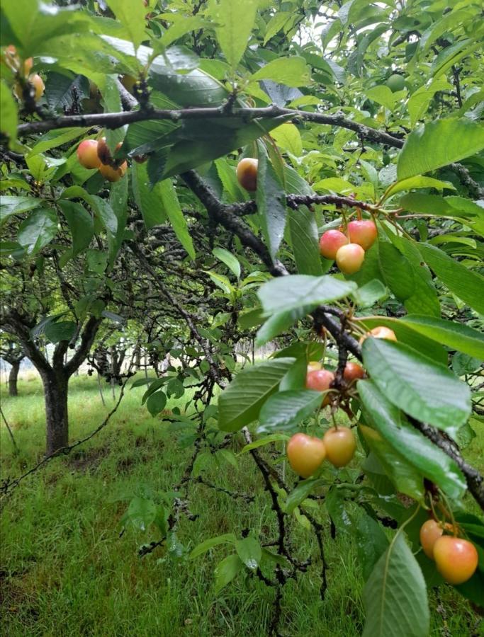 Willa A Casa Dos Avos Celanova Zewnętrze zdjęcie